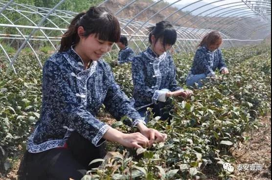 【泰山茶苑】——泰山君子茶