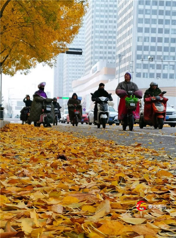 今日入冬，寒風(fēng)吹落黃葉   遍地金色璀璨！