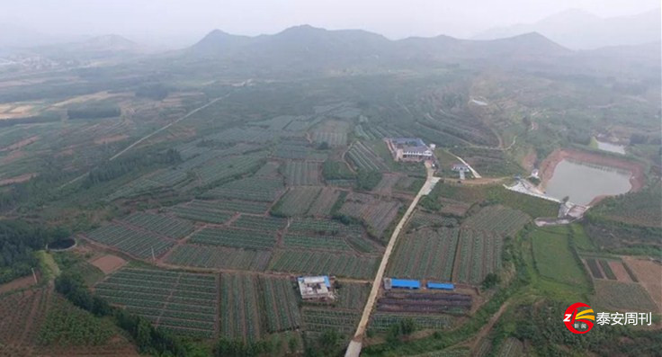 泰安泰山君子茶驚艷亮相上海進(jìn)博會(huì)！