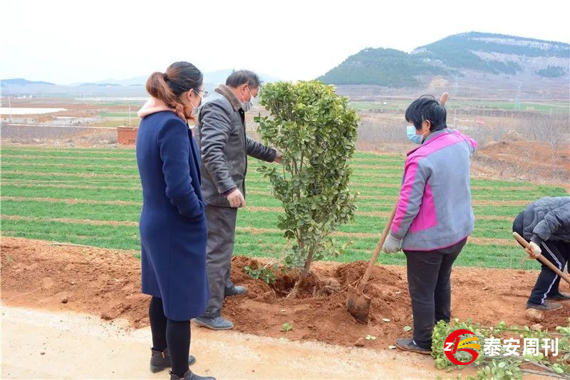 肥城市安臨站鎮(zhèn)：疫情防控不松懈 春季造林爭朝夕