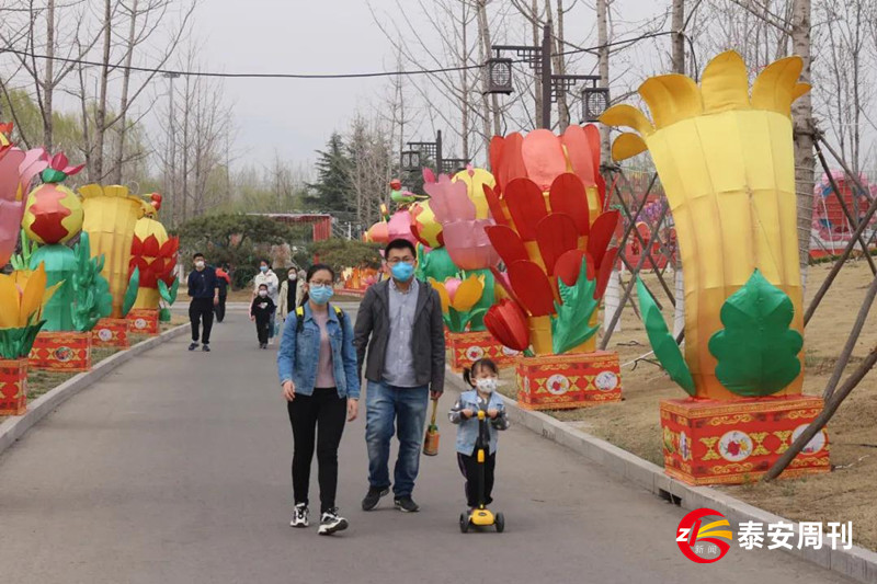 泰山花海景區(qū)昨天恢復(fù)開園！春景與你同在，相約浪漫花海！