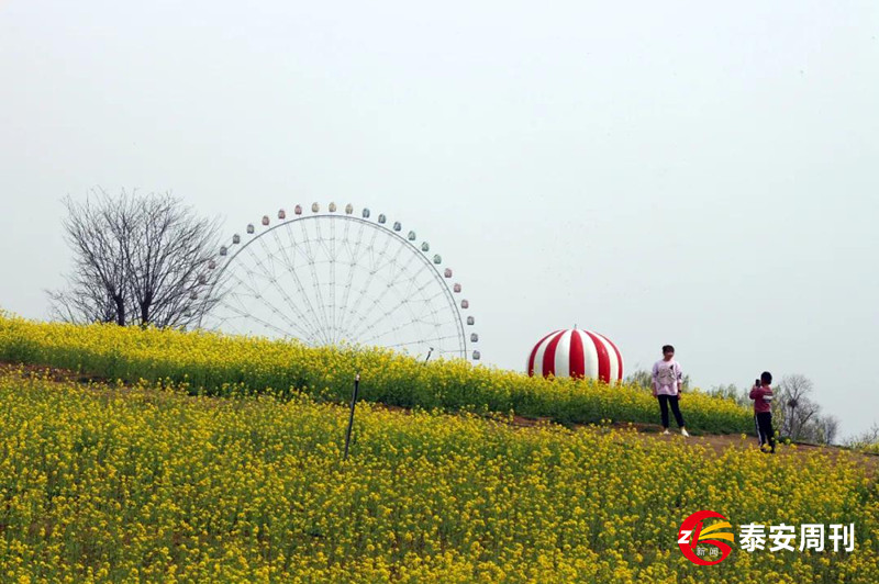 泰山花海景區(qū)昨天恢復(fù)開園！春景與你同在，相約浪漫花海！