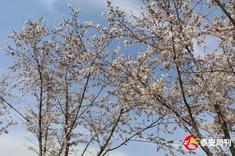 泰山花海景區(qū)昨天恢復(fù)開園！春景與你同在，相約浪漫花海！