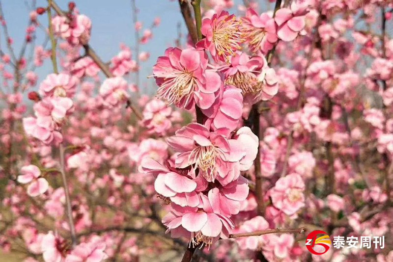 泰山花海景區(qū)昨天恢復(fù)開園！春景與你同在，相約浪漫花海！