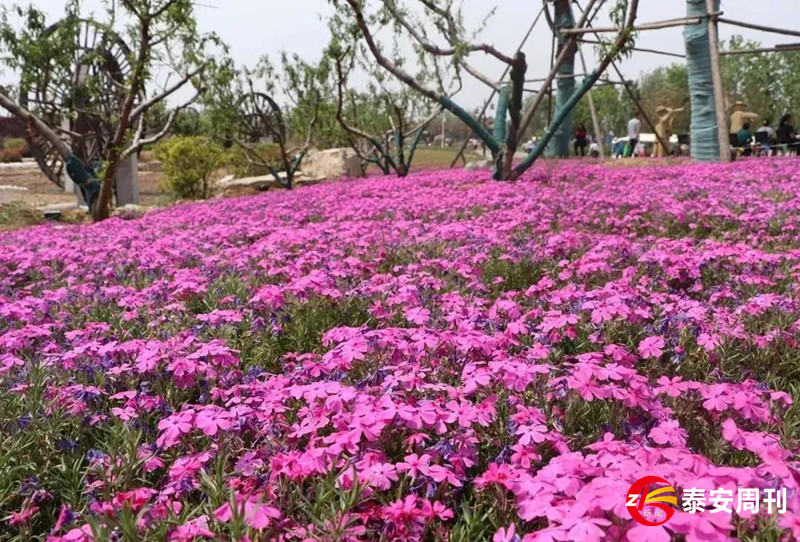 泰山花海景區(qū)昨天恢復(fù)開園！春景與你同在，相約浪漫花海！