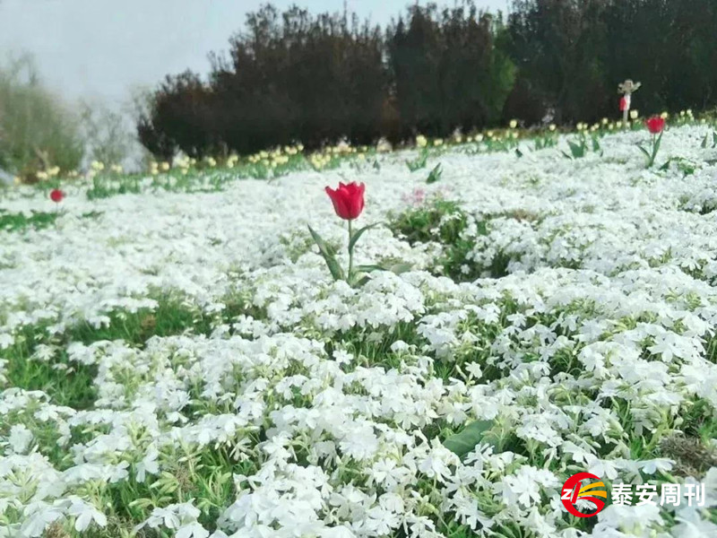 泰山花海景區(qū)昨天恢復(fù)開園！春景與你同在，相約浪漫花海！