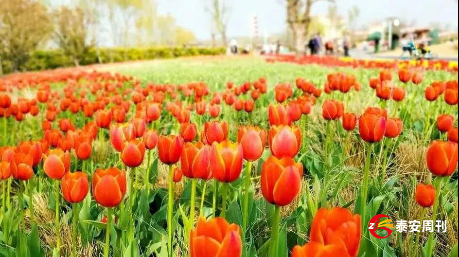 泰山花海景區(qū)昨天恢復(fù)開園！春景與你同在，相約浪漫花海！