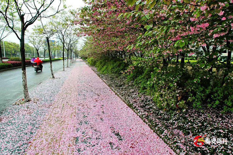 周刊周末：今日谷雨，落花如雨，流水有情！