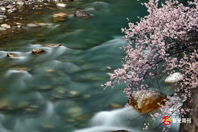 周刊周末：今日谷雨，落花如雨，流水有情！