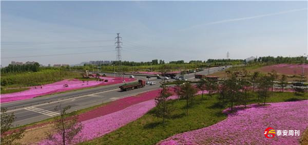 新泰市“花海園林”建設(shè)提升城市顏值