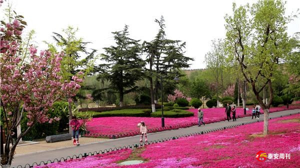 新泰市“花海園林”建設(shè)提升城市顏值