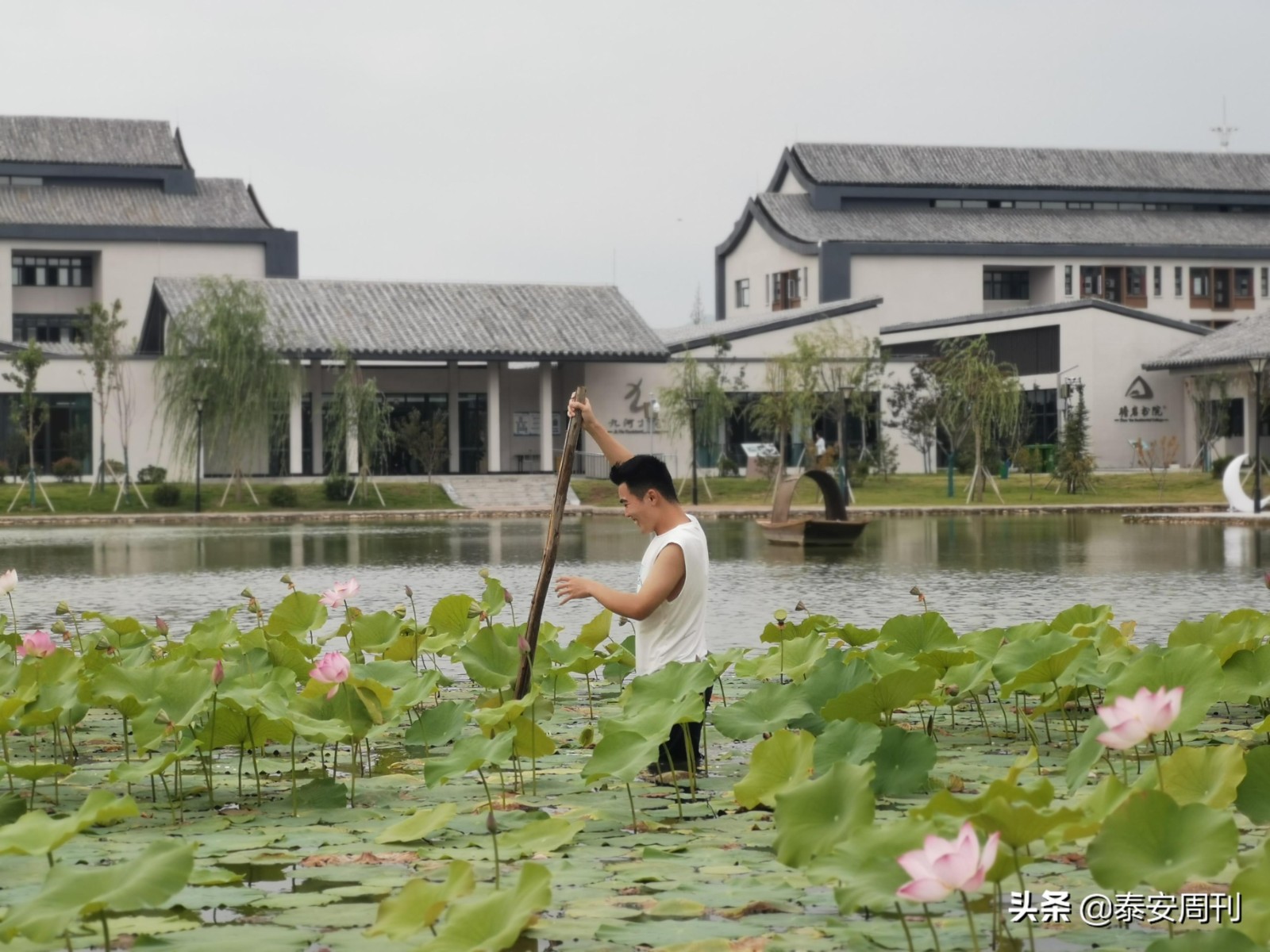 山東科技大學(xué)泰山科技學(xué)院開展秋日采蓮勞動(dòng)教育