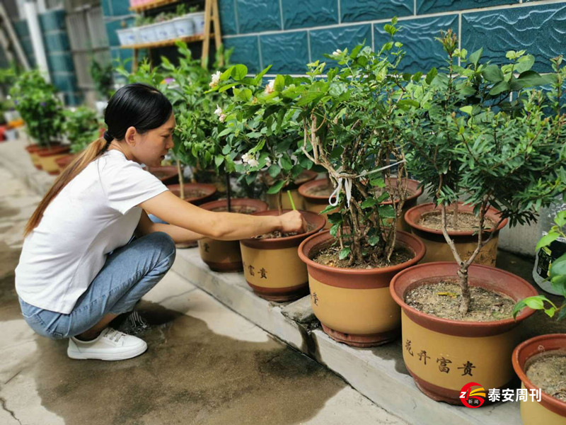 肥城市安臨站鎮(zhèn)：村落脫舊顏 家園詩意新