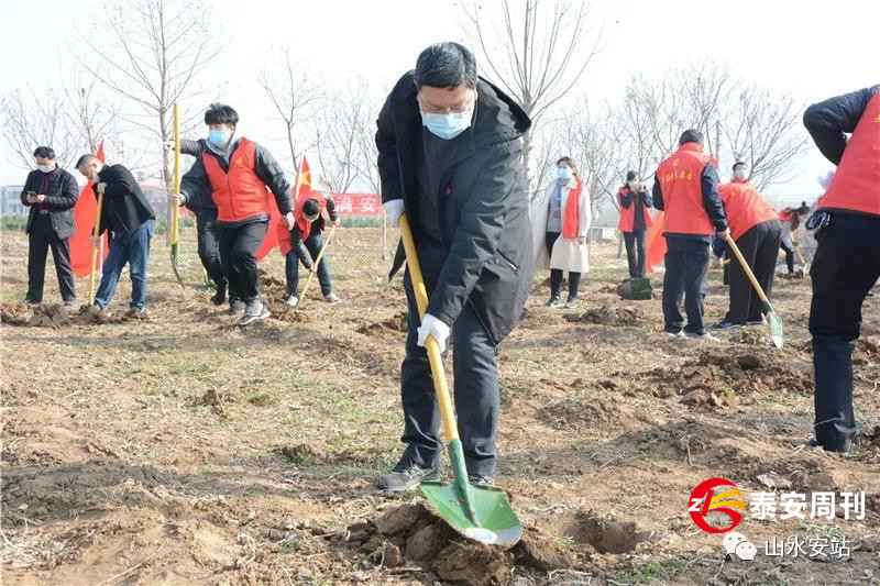 肥城市安臨站鎮(zhèn)：不負好春光，造林正當(dāng)時